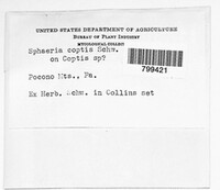 Mycosphaerella coptis image
